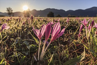 Autumn crocus (Colchicum autumnale), flower meadow, sunrise, autumn, Loisach-Lake Kochel moor,