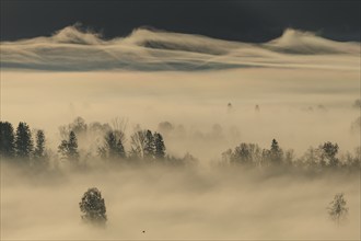 Foggy mood, fog, morning light, backlight, autumn, Loisach-Lake Kochel-Moor, foothills of the Alps,