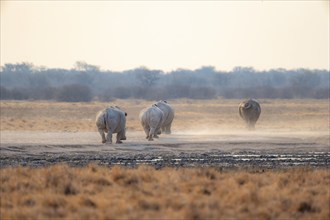 Southern white rhinoceros (Ceratotherium simum simum), four rhinos from behind in the savannah,