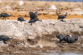 Helmeted guinea fowl (Numida meleagris), group at the waterhole, guinea fowl in flight, Nxai Pan