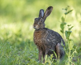 European hare (Lepus europaeus) with wet fur sitting in a field, wildlife, Thuringia, Germany,