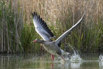 Greylag goose (Anser anser) taking off on a pond, Thuringia, Germany, Europe