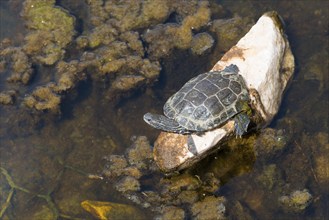 A small turtle on a rock in a water covered with algae, turtle, Toroni, Torone, Sithonia,