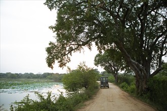 Safari jeep on a sandy track in the evening light in Yala Natioal Park, Southern Province, Sri