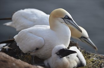 Northern gannet (Morus bassanus) on Heligoland with offspring, Schleswig-Holstein, Germany, Europe