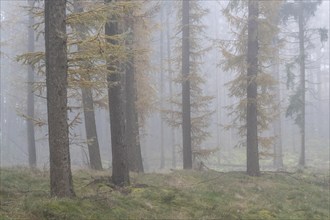 Fog in the larch forest (Larix decidua), Emsland, Lower Saxony, Germany, Europe