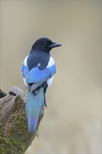 Magpie, (Pica pica) sitting on a tree stump, with contrasting blue, black and white feathers,