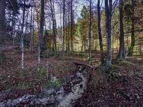 Autumn atmosphere in the mixed forest