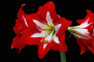 Close-up of a bright red amaryllis flower with white accents on a black background