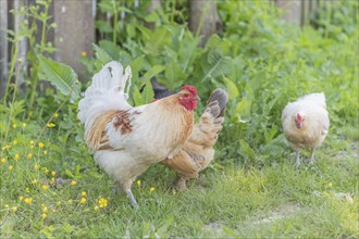 Cocks and hens on an educational farm in the countryside. France, Alsace