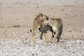 Lions (Panthera leo), two adult females, Nebrowni waterhole, Etosha National Park, Namibia, Africa