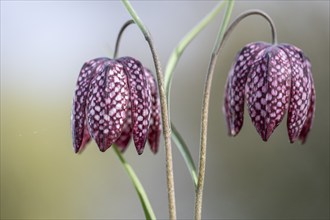 Snake's head fritillary (Fritillaria meleagris), Emsland, Lower Saxony, Germany, Europe