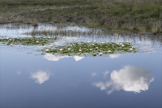 Water lily pond (Nymphaea alba), Emsland, Lower Saxony, Germany, Europe