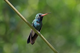 Broad-billed hummingbird (Cynanthus latirostris), adult, male, in perch, Sonoran Desert, Arizona,