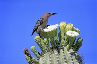 Gila woodpecker (Melanerpes uropygialis), adult, male, on Saguaro cactus flower, foraging, Sonoran