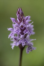 Moorland spotted orchid (Dactylorhiza maculata), Mecklenburg-Western Pomerania, Germany, Europe