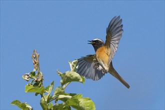 A redstart (Phoenicurus phoenicurus), male, approaching the branch of an apple tree, blue sky,