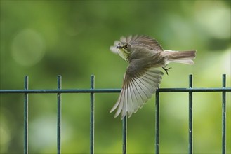 A spotted flycatcher (Muscicapa striata) in flight over a fence against a blurred green background,