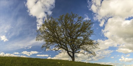 Old English oak (Quercus robur), Swabian Alb, Baden-Württemberg, Germany, Europe