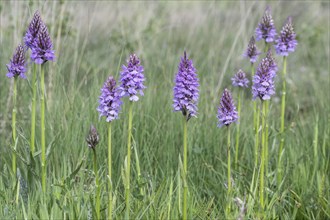 Southern marsh orchid (Dactylorhiza praetermissa), Emsland, Lower Saxony, Germany, Europe