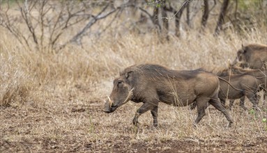 Common warthog (Phacochoerus africanus), in dry grass, Kruger National Park, South Africa, Africa