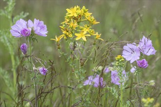 Musk-mallow (Malva moschata) and St John's wort (Hypericum perforatum), Emsland, Lower Saxony,