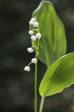 Lily of the valley (Convallaria majalis), Emsland, Lower Saxony, Germany, Europe