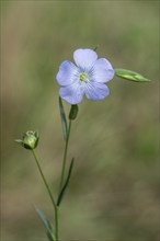 Flax (Linum ustatissimum), Emsland, Lower Saxony, Germany, Europe