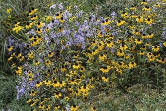 October coneflower (Rudbeckia triloba) in a steppe planting in the Berggarten Hannover, Lower