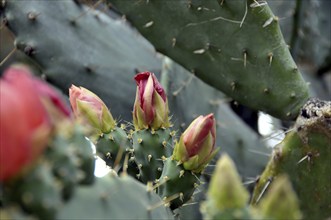 Opuntia bergeriana, Mexico, Central America