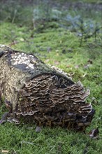 Butterfly Trametes (Trametes versicolor), Emsland, Lower Saxony, Germany, Europe