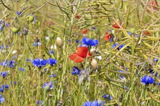 Close-up of a summer meadow with blooming cornflowers and red poppies, Rügen