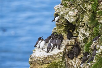 Guillemot, Uria Aalge, birds on cliffs, Bempton Cliffs, North Yorkshire, England, United Kingdom,