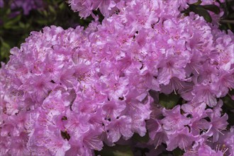 Rhododendron 'Manitou' with pink and white flower blossoms in spring, Quebec, Canada, North America