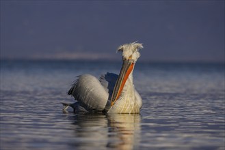 Dalmatian Pelican (Pelecanus crispus), swimming, orange throat pouch, Lake Kerkini, Greece, Europe