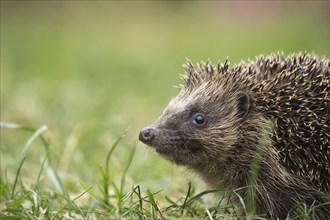 European hedgehog (Erinaceus europaeus) adult animal walking on a garden lawn, Suffolk, England,