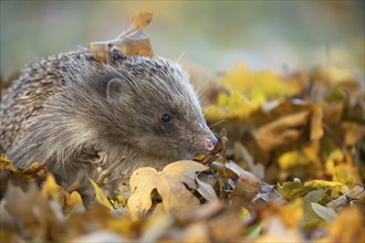 European hedgehog (Erinaceus europaeus) adult animal amongst fallen autumn leaves, Suffolk,