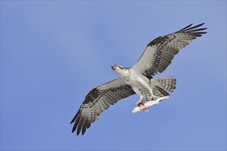 Western osprey (Pandion haliaetus) flying with preyed fish, Everglades National Park, Florida, USA,