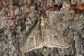 Winter moth (Operophtera brumata), male, North Rhine-Westphalia, Germany, Europe