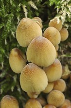 Mica tintling (Coprinellus micaceus, Coprinus micaceus), North Rhine-Westphalia, Germany, Europe