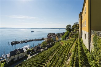 Lake Constance and vineyards, Meersburg, Lake Constance, Baden-Württemberg, Germany, Europe