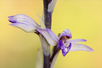 Violet limodore (Limodorum abortivum), flowers, Provence, southern France