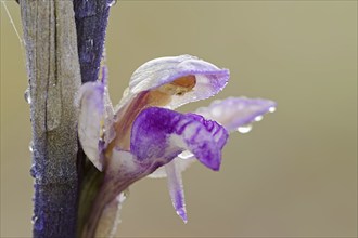 Violet limodore (Limodorum abortivum), flower, Provence, southern France