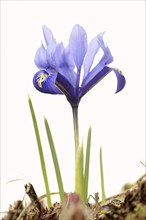 Net-leaved iris or net iris (Iridodyctium reticulata, Iridodictyum reticulatum), flower, against a