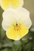 Horned pansy (Viola cornuta), flower, North Rhine-Westphalia, Germany, Europe