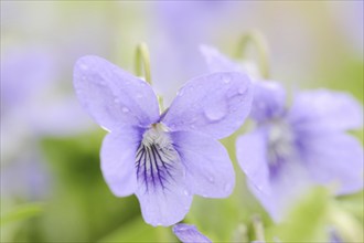 Wood violet (Viola riviniana), flower, North Rhine-Westphalia, Germany, Europe