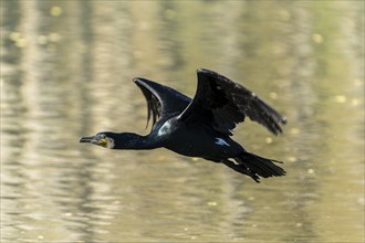 Great cormorant (Phalacrocorax carbo), flying, wildlife, Germany, Europe