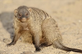 Banded mongoose (Mungos mungo), captive, occurrence in Africa