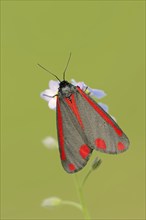 Cinnabar moth (Tyria jacobaeae), North Rhine-Westphalia, Germany, Europe