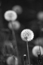 Black and white image of a dandelion with a focussed foreground and blurred background, common